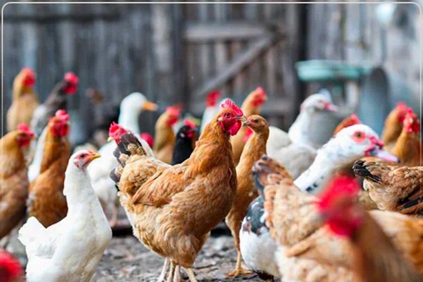 پرورش مرغ بومی در مزرعه